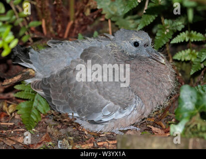 Pigeon in legno che si abbona o Squab (columba palambus) Foto Stock