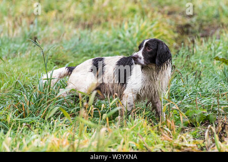 Springer spaniel cane lavora attraverso l'erba bagnata Foto Stock