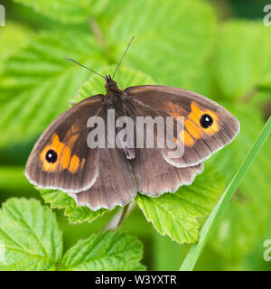 Gatekeeper butterfly, appoggio con alette aperte su giovani foglie verdi Foto Stock