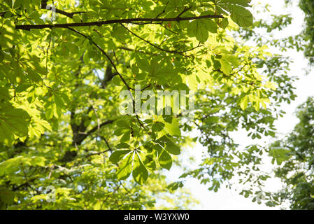 Foglie di Castagno in un parco Foto Stock