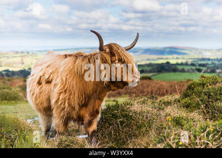 Highland mucca pascolare su Dartmoor su una giornata d'estate Foto Stock