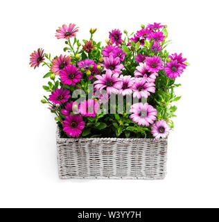 Gruppo di coloratissimi fiori a margherita in bianco cesto in vimini isolato su bianco Foto Stock