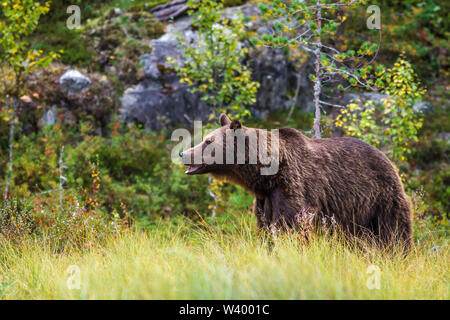 Orso bruno, Braunbär (Ursus arctos) Foto Stock