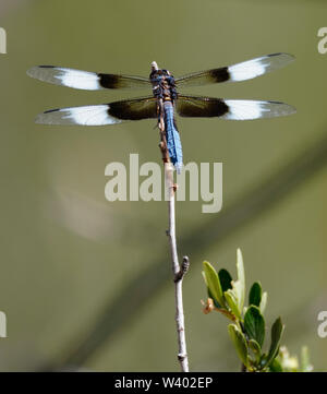 Una bella libellula blu su una canna con foglie sul lato. Foto Stock