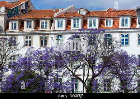 Blooming jacaranda sulla piazza del Rossio a Lisbona Foto Stock