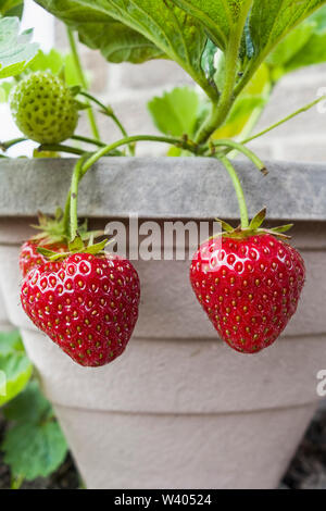 Le fragole di maturazione in un Regno Unito vaso da giardino. Foto Stock