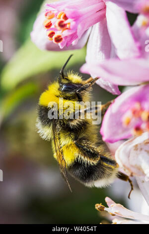 Bumblebee sul fiore Foto Stock