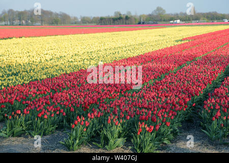 Rosso e giallo campi di tulipani in Olanda durante il periodo primaverile. Foto Stock