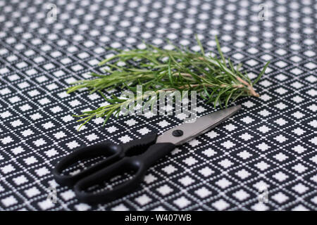 Taglio fresco rametti di rosmarino con le forbici su un tavolo Foto Stock