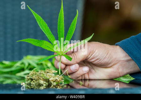 La marijuana medica. Legalizzare la cannabis come un prodotto medico. Una foglia di marijuana in mano. Foto Stock