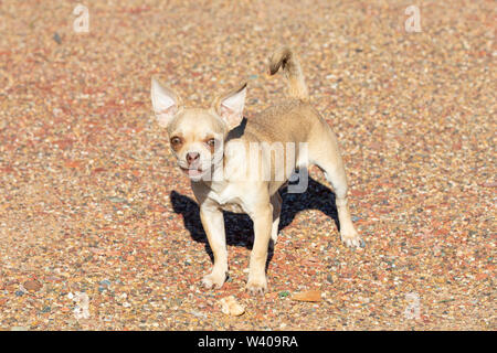 Poco Feisty Fawn colorati maschio provviste di pedigree Chihuahua cane che abbaia alla videocamera all'esterno sulla ghiaia proteggere la sua proprietà Foto Stock