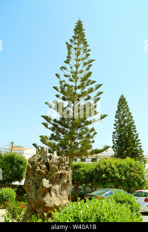 Isola Norfolk Pine nome latino Araucaria heterophylla 'Glauca' Foto Stock