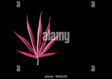 Isolati rosa singola foglia di cannabis su sfondo nero Foto Stock