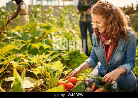 Team amichevole la raccolta di ortaggi freschi dalla terrazza del giardino serra e pianificazione della stagione del raccolto su una tavoletta digitale Foto Stock