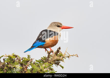 A testa grigia kingfisher (Halcyon leucocephala), talvolta noto come il grigio-incappucciati o di castagne e panciuto kingfisher Foto Stock