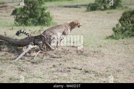 Femmina di ghepardo (Acinonyx jubatus) profumo-marcatura entro il suo territorio Foto Stock
