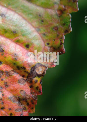 Close up su Cherry leaf spot. Coccomyces hiemalis Foto Stock