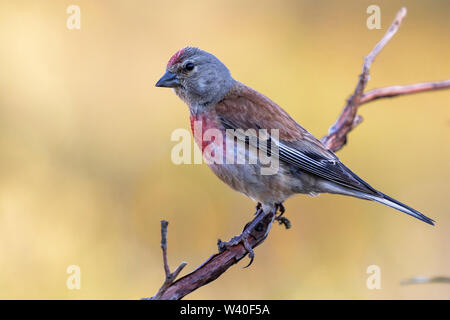 Linnet comune maschio (carduelis cannabina) appollaiato su un ramoscello contro a sfocare lo sfondo naturale. Spagna Foto Stock