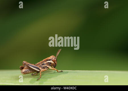 Un giovane sperone-throated grasshopper (Melanoplus) su una foglia verde. Foto Stock