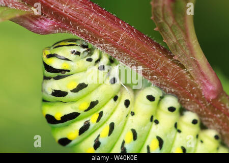 Un bruco di un nero a coda di rondine (Papilio polyxenes) nella pre-fase di pupa, mentre si prepara a formare una crisalide e trasformare in un adulto il burro Foto Stock