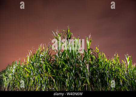 Naturale di notte il cielo sopra il campo di mais piantagione in estate stagione agricola Foto Stock