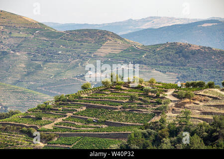 Vista panoramica di Alto Douro Vinhateiro con terrazze e vigneti Foto Stock