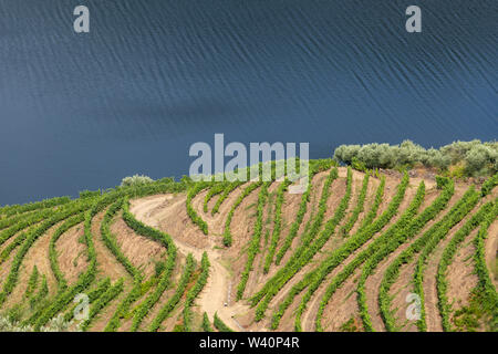 Vista panoramica di Alto Douro Vinhateiro con terrazze e vigneti Foto Stock