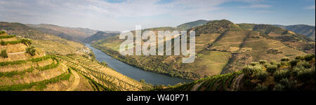 Vista panoramica di Alto Douro Vinhateiro con terrazze e vigneti Foto Stock
