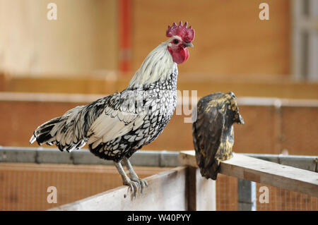 Close up della gallina in piedi su una recinzione in una fattoria Foto Stock