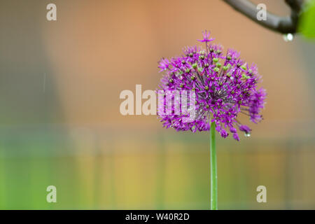 Primo piano del gigante cipolle (Allium giganteum, Amaryllidaceae) in un giardino in primavera Foto Stock