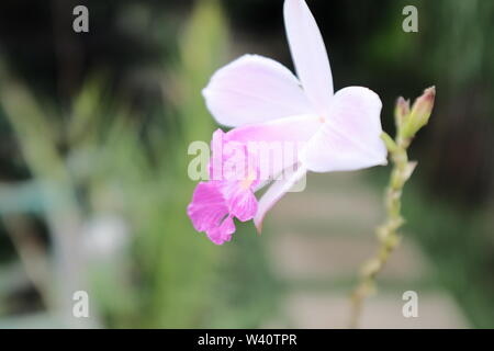 Il bianco e il fiore rosa. Arundina graminifolia, noto anche come il bambù orchid. Foto Stock