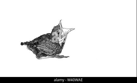 Schizzo di baby ronzio uccello seduto sul foglio bianco aperto bocca per alimentazione,sfondo sfocato,illustrazione vettoriale. Foto Stock