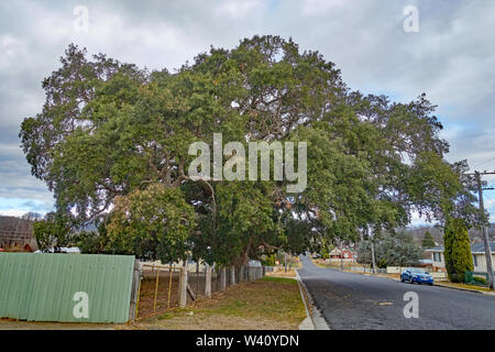 Grande Cork Oak tree, Quercus suber, portato dall'Inghilterra come una piantina in Australia nel 1861 da Edward Parker. Foto Stock