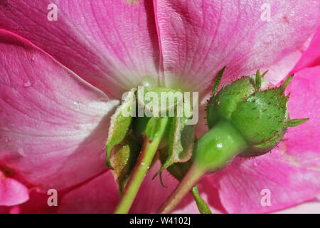 Lato inverso del fiore di rosa rosa macro sfondo all'aperto. Disco ombre dalla luce del sole. Foto Stock