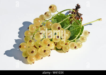 Gialla matura bacche Ribes giacciono sul libro bianco outdoor macro. Disco ombre dalla luce solare Foto Stock