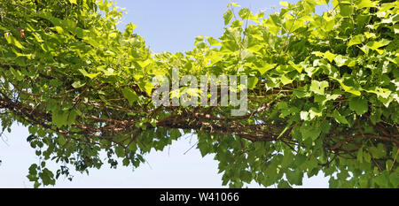 Lunghi rami densi di uva verde contro un cielo blu. Estate panoramica giugno outdoor shot Foto Stock