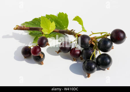Mature di ribes nero bacche sul ramo giacciono sul libro bianco outdoor macro. Disco ombre dalla luce solare Foto Stock