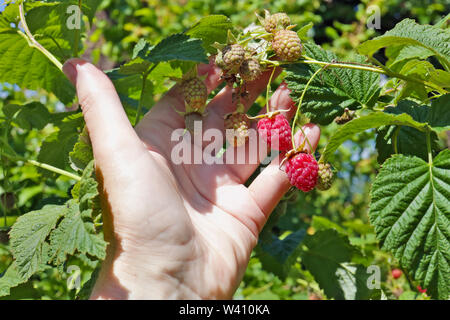 Contadina raccolta di lamponi maturi. Mani con frutti contro le foglie verdi Foto Stock