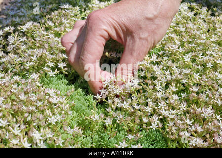 Lavori estivi in un concetto di giardino. La donna - contadino cura e raccogliere un bianco fiori da spice herb . Foto Stock