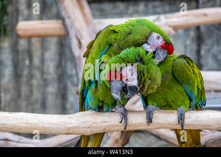 Due belle grandi pappagalli in un divertente pongono Foto Stock