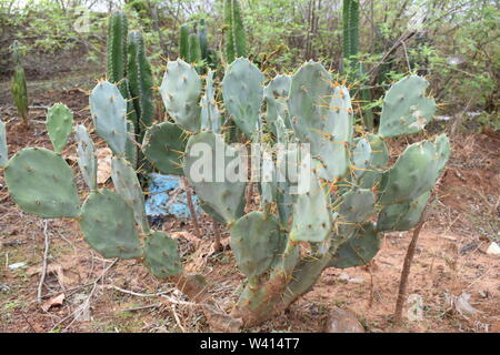 Pianta di cactus NELLA FORESTA Foto Stock