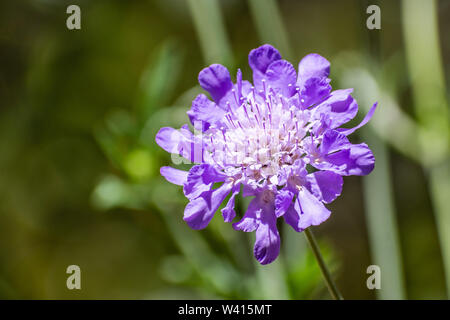 Close up di puntaspilli Fiore (Scabiosa colombari) su uno sfondo scuro Foto Stock