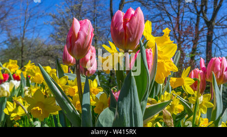 Tulipani multicolore contro la molla blu cielo Foto Stock
