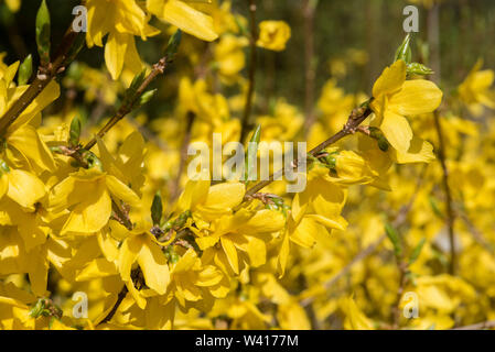 Primo piano di Forsythia forse 'Fiesta', un genere di piante da fiore della famiglia delle olive Oleaceae. In particolare non ha alcun profumo. Foto Stock