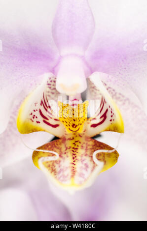 Orchidaceae, Macro fotografia di un'orchidea Foto Stock