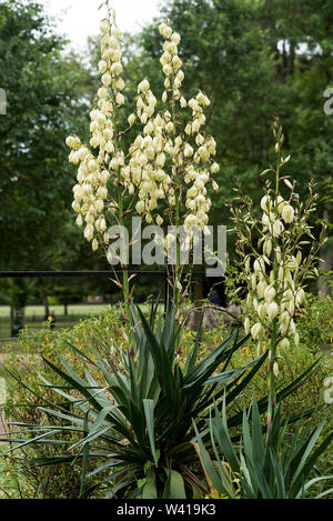 Lanterna bianco fiori a forma di Yucca gloriosa. Foto Stock