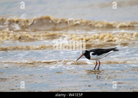 Pied comune (Oystercatcher Haematopus ostralegus) alla ricerca di cibo a bassa marea nel fango Dengie appartamenti, Bradwell sul mare, Essex, Regno Unito Foto Stock