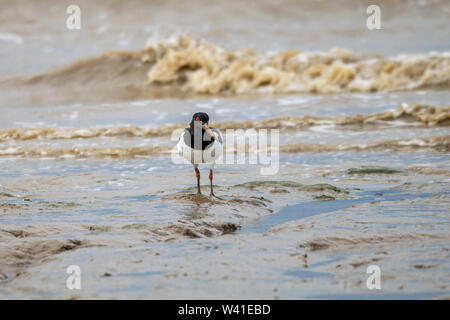 Pied comune (Oystercatcher Haematopus ostralegus) alla ricerca di cibo a bassa marea nel fango Dengie appartamenti, Bradwell sul mare, Essex, Regno Unito Foto Stock