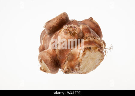 Carciofo Jersalem (Helianthus tuberosus) isolati vegetali su una bianca di sfondo per studio. Foto Stock