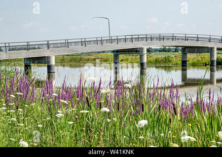 Viola loosetrife, erbe e di altri tipi di vegetazione presso la banca di un torrente nella sezione Noordwaard di Biesbosch parco nazionale nei Paesi Bassi con un Foto Stock